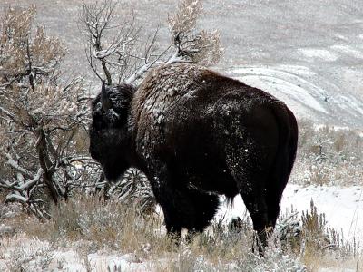 Winter Buff