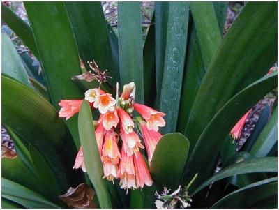 Clivea thriving in Chapel garden