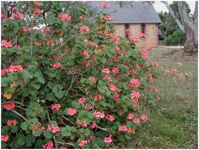 Pelargonium in old church yard