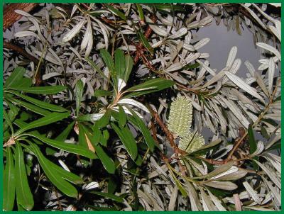 Banksia - silver backs of leaves.
