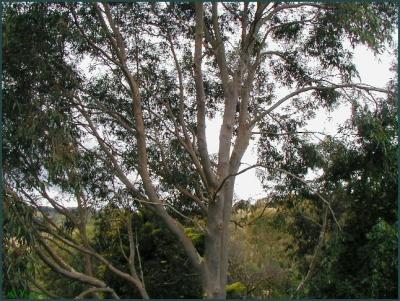 Eucalyptus citriodora.