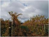 Autumn tinted vines - Sevenhill