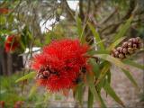 Callistemon viminalis Captain Cook.