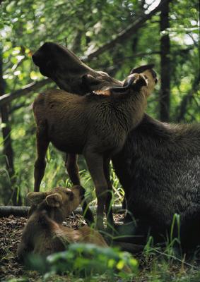 Moose family