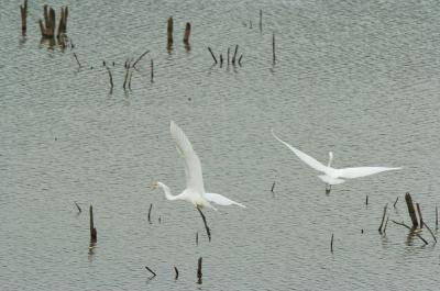 DSC_6204 copy.jpg