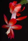 DSC_8087 copy.jpg