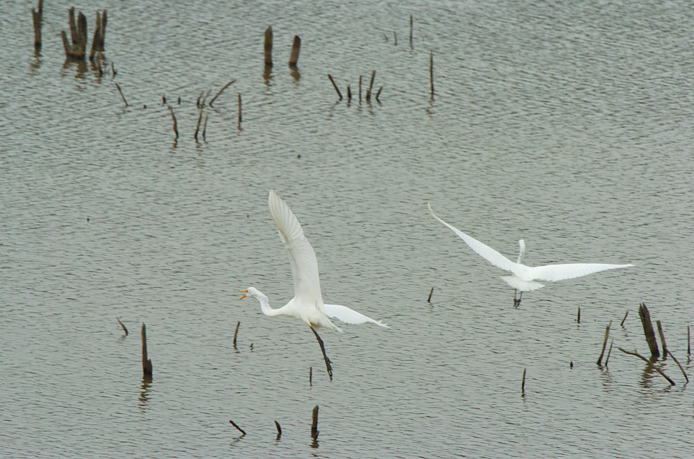 DSC_6204 copy.jpg