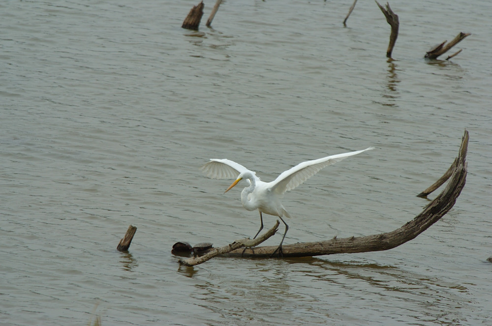 DSC_6262 copy.jpg