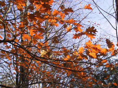Bruce's Mill Conservation Area