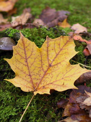 Maple Leaf