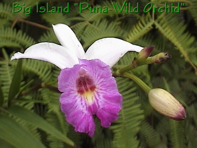 Its our famous Big Island Wild Orchid that grows everywhere!!!...Donovan CSA Hilo Station
