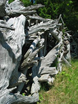 Driftwood at the Windmoller's