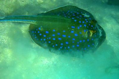 Blue Spotted ray.jpg