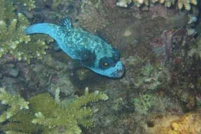 Blue masked puffer-- night dive 2.jpg