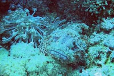Red Sea Scorpion fish.jpg