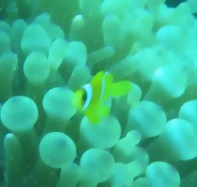 Anenome baby.jpg