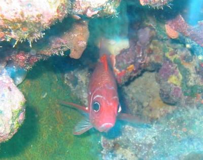 Red Sea Fish.jpg