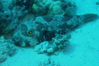 blowfish3.jpg