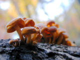 mushroombloom.jpg