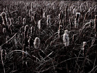 Creepy Cattails field.jpg