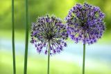 OnionBlossomsSimplified