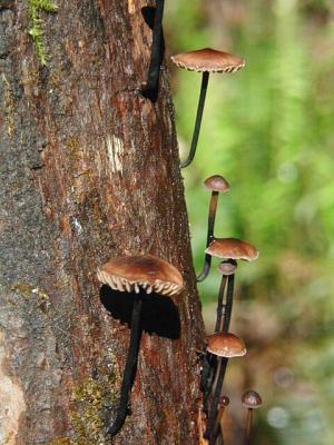 shroomsSharpened.jpg