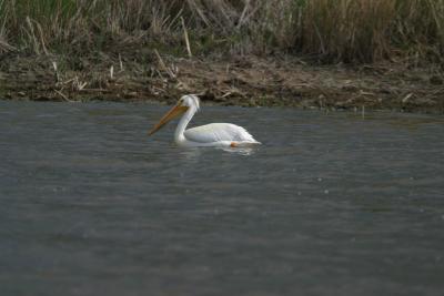 American White Pelican