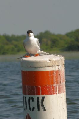 Common Tern