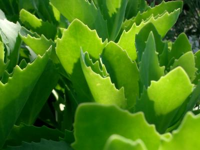 green1