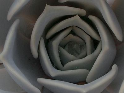 petals_crop