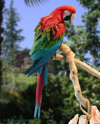 Macaw at Las Lomas