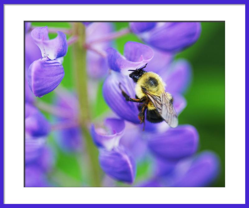 And if a bee wanders into the shot, thats a bonus--a blurry bonus!