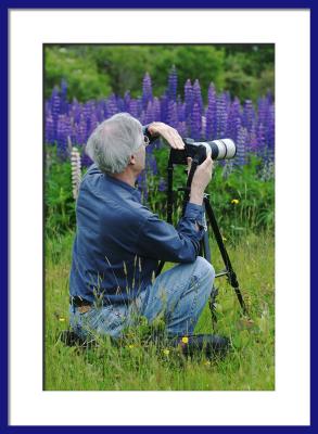 The Search for the Perfect Lupine Shot!