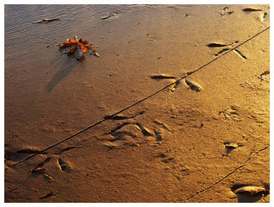 Herring Tracks