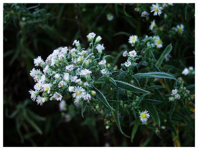 Hoary Weeds