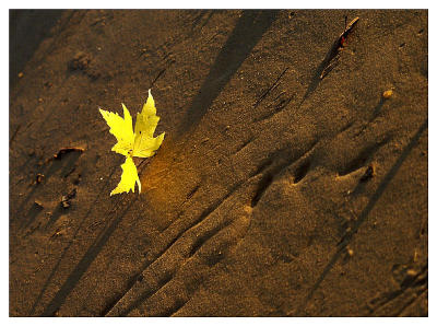 Yellow in the Mud