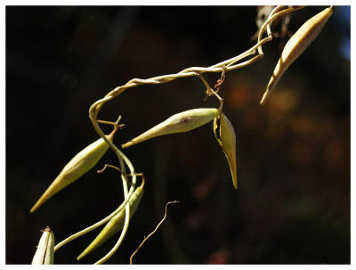 Fall Seeds