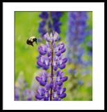 Another lupine field and another blurry bee, but...