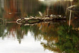 ....same heron...another perspective