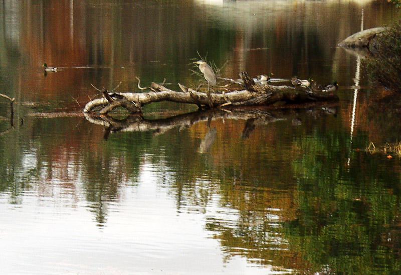 ....same heron...another perspective