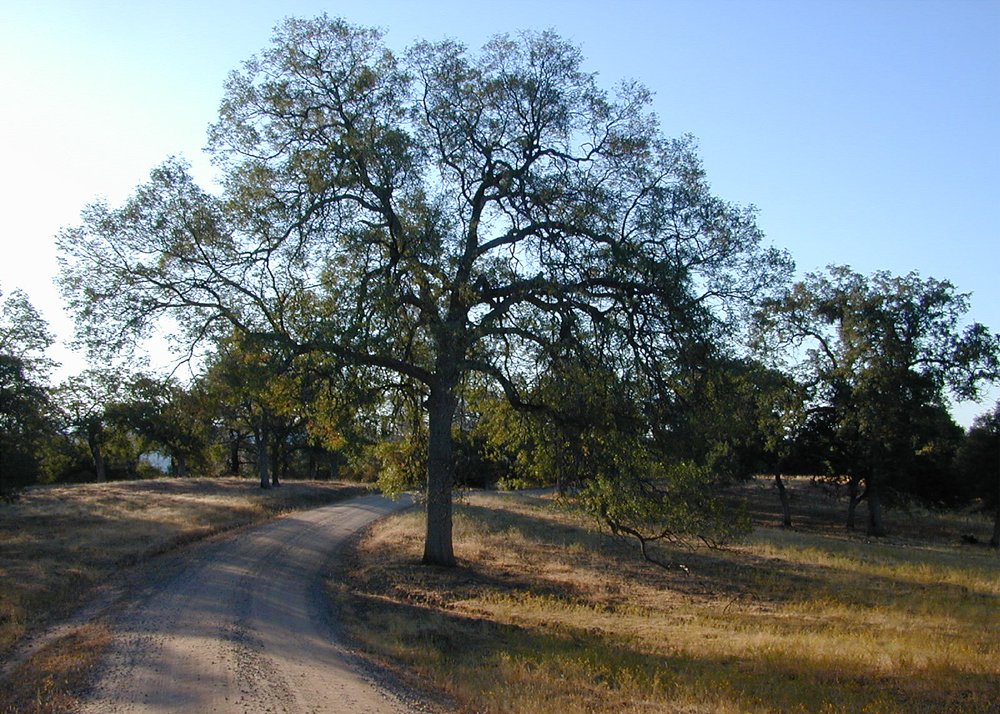 Morning Road