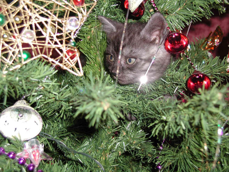 Xmas cat