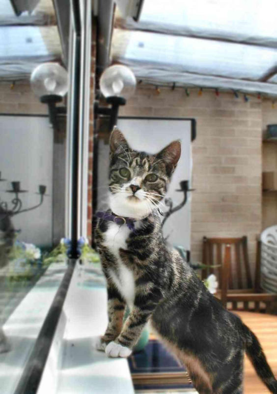 Millie cat