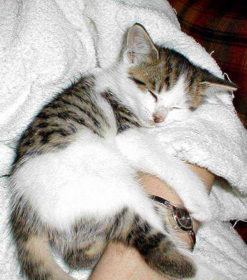Tired cat