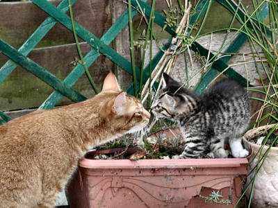 Big cat - little cat