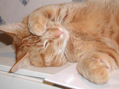 Hangover cat
