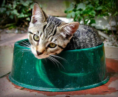 Cat in a bowl