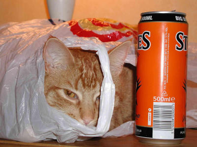 Cat in a bag