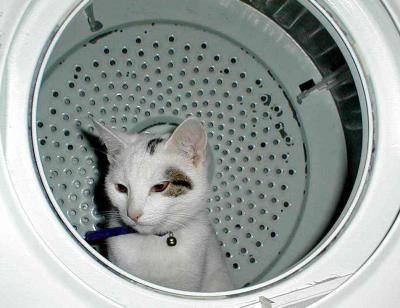 Cat in  a tumble dryer