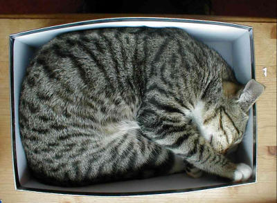 Cat in a box